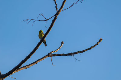 Low angle view of bird perching on tree against clear blue sky