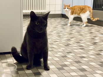 cat