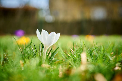 Close-up of white crocus flower on field