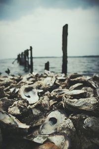 Close-up of shells on beach against sky