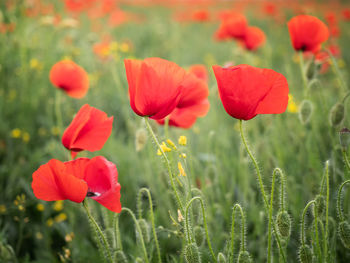 Close-up of red poppy flowers on field