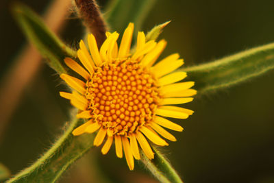 Close-up of yellow flower