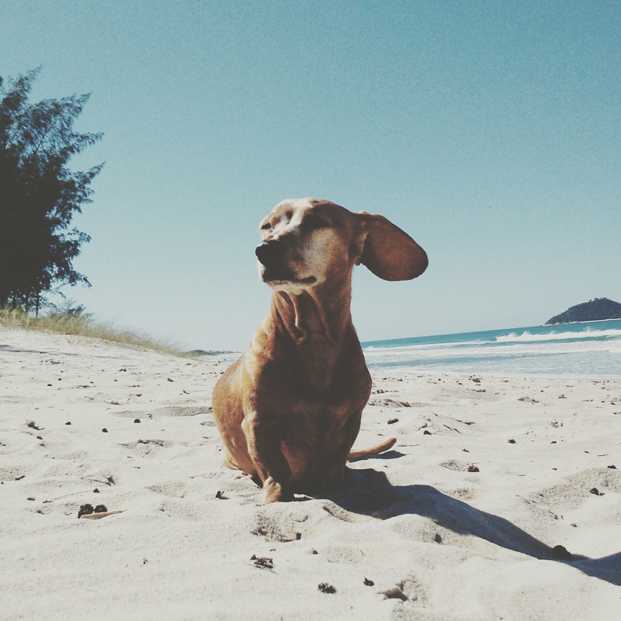 animal themes, domestic animals, one animal, dog, mammal, beach, pets, sand, clear sky, sea, shore, water, nature, standing, copy space, sky, blue, full length, tranquil scene, tranquility