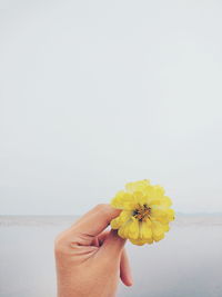 Close-up of hand holding yellow flower