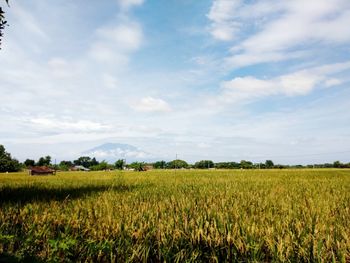 Scenic view of agricultural field against sky