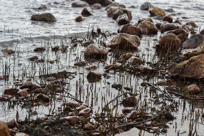 High angle view of plants on shore