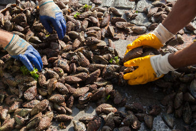 Close-up of men collecting mussels