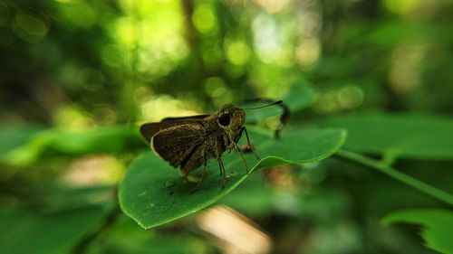 Close-up of butterfly on leaf