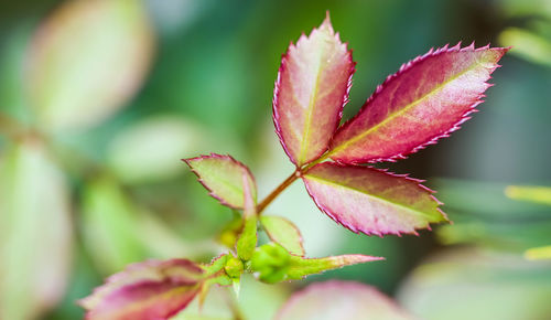 Close-up of plant