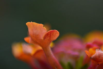 Close-up of day lily blooming outdoors