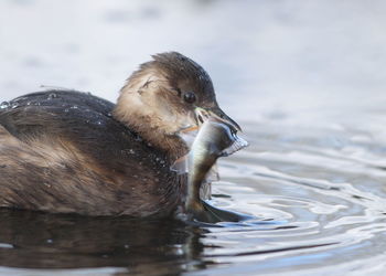 Close-up of duck swimming in lake