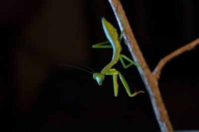 Close-up of praying mantis on branch