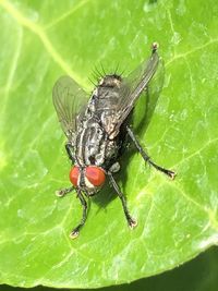 Close-up of housefly