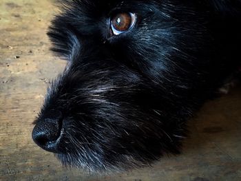 Close-up portrait of black dog