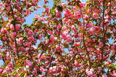 Low angle view of pink cherry blossoms in spring