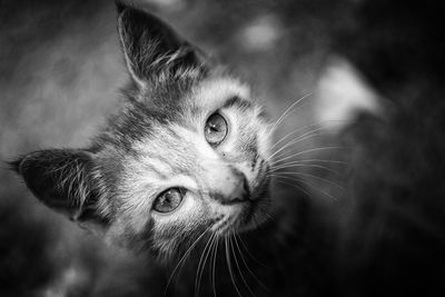 Close-up of a cat looking away