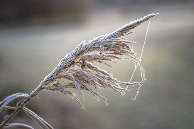 Close-up of wheat