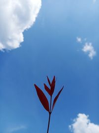 Low angle view of red flowering plant against blue sky