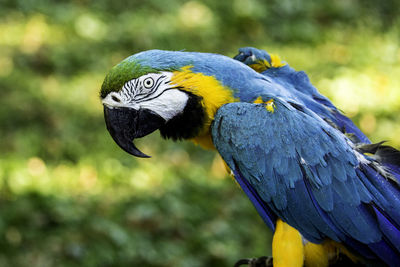 Close-up of a parrot