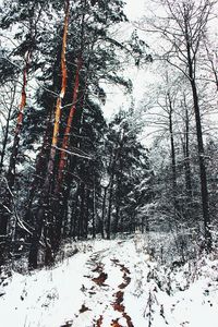 Snow covered trees in forest