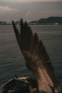 Seagull flying over sea against sky