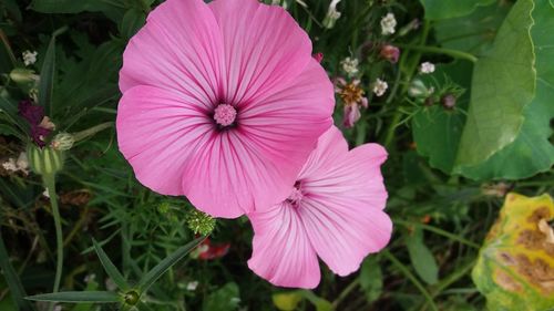 Close-up of pink cosmos blooming outdoors