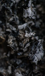 Full frame shot of dried plant