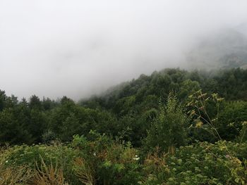 Scenic view of forest against sky