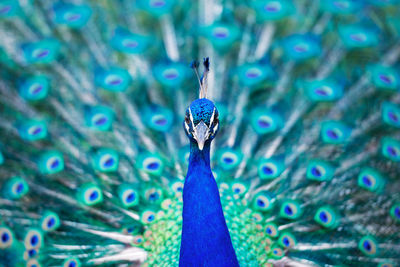 Close-up portrait of peacock