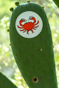 Close-up of prickly pear cactus