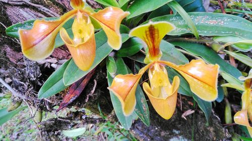 Close-up high angle view of plants