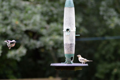 Close-up of bird flying over water