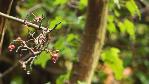 Close-up of berries growing on tree