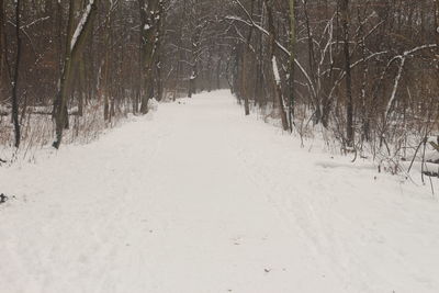 Snow covered trees in forest