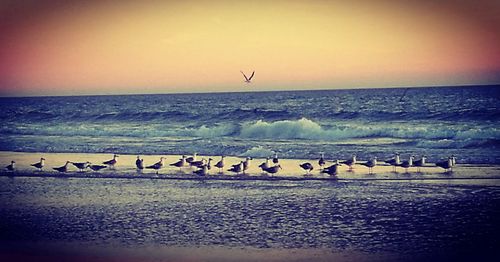 Birds flying over sea against clear sky