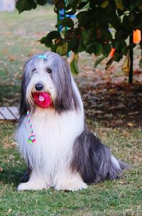 Portrait of dog on field