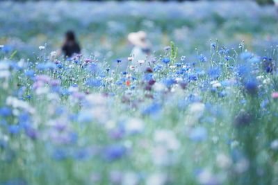 Close-up of flowers against blurred background