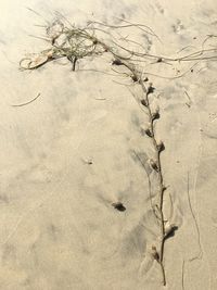 Close-up of tree on sand