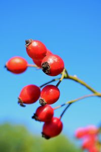 Close-up of cherries against blue sky