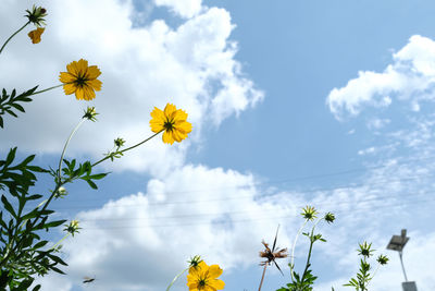 Low angle view of flowering plants against sky
