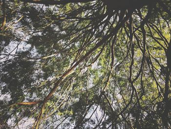 Low angle view of tree in forest