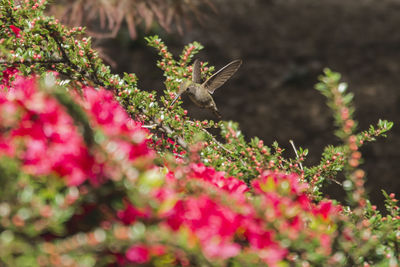 Close-up of insect on pink flowers