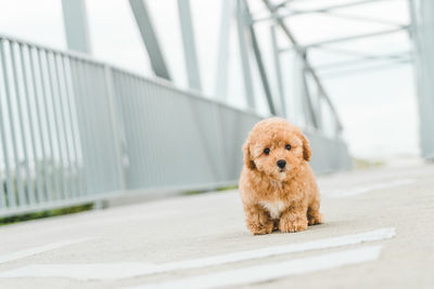 Brown puppy poodle sits on floor