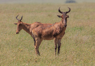 Deer standing on field