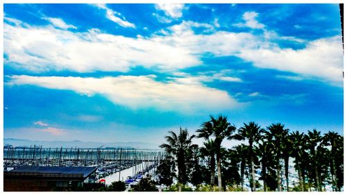 Panoramic view of palm trees against blue sky