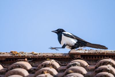 Low angle view of bird perching on roof against clear sky