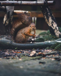 Squirrel on a tree