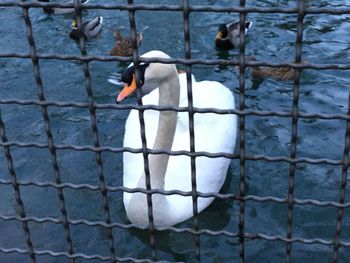 High angle view of swans swimming on lake