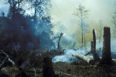 Panoramic shot of trees in forest