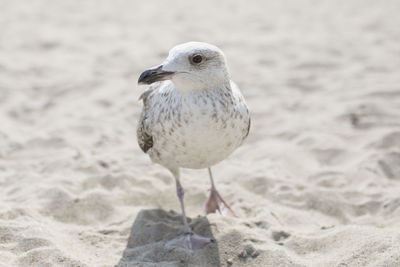 Close-up of seagull on beach